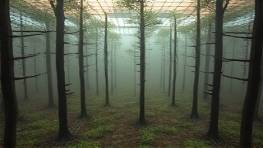 pioneering AI quest, ambitious, merging technology with nature, photorealistic, sprawling forest with integrated smart nodes and sensors, highly detailed, wildlife interacting with AI elements, 8K resolution, earthy tones, soft diffused lighting, shot with a macro lens